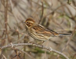 3R3A2441-DxO_reed_bunting-te.jpeg