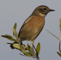 309A0882-DxO_stonechat xd copy.jpg