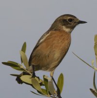 309A0882-DxO_stonechat xd-topaz-enhance copy.jpeg