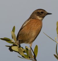 309A0882-DxO_stonechat_PL5-topaz-enhance copy.jpeg