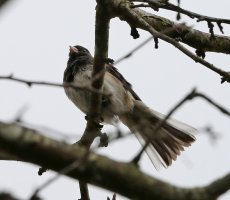 5D3_2970 ps3 fix tail - Copy.jpg