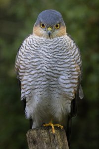 Sparrowhawk SII.jpg