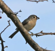 5D3_3823 crop and fix-topaz-enhance - Copy.jpg