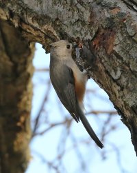 5D3_3828 ps3 crop and fix 1-topaz-enhance - Copy.jpg