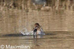 eurasian_teal_2022_01.JPG