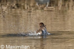 eurasian_teal_2022_02.JPG