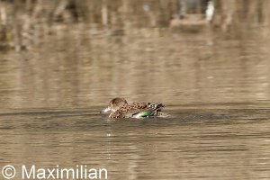 eurasian_teal_2022_03.JPG