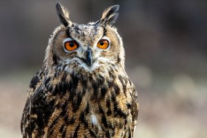 Owl orange eyes ON1.jpg