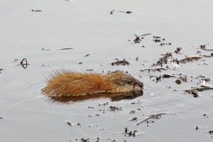 _66A2738_DxO-topaz-denoise-sharpen.jpg