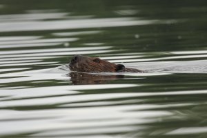 Beaver.jpg