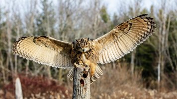 Great horned owl wings spread ON1.jpg