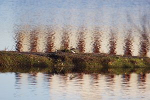 309A6603-DxO_lapwing_full_small.jpg