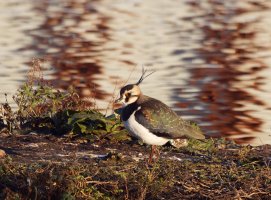 309A6603-DxO_lapwing-te.jpeg