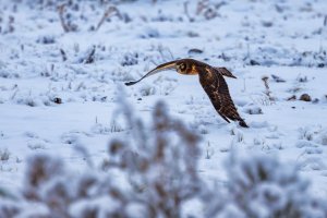 RFIV5817 (2) web.jpg