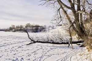 Custom_0362Red car.jpg