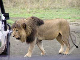 Ngorongoro.jpg
