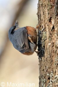 nuthatch_6.JPG