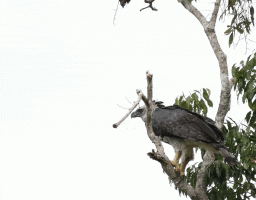 Harpy_Eagle_Flying_trees_slower.gif