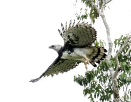IMG_0353-DxO_Harpy_Eagle_taking_off-teSH.jpg