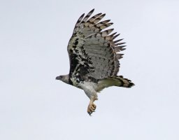 IMG_0362-DxO_Harpy_Eagle_in_flight-teSH.jpg