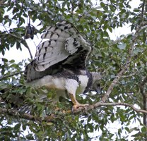 IMG_0645 copy_Harpy_On_Branch_side-shM.jpeg