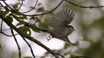 longtailed tit.jpg