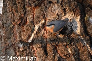 nuthatch_07.JPG
