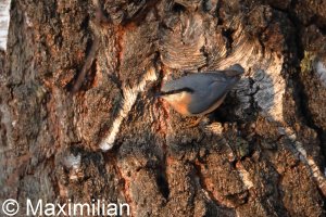nuthatch_08.JPG