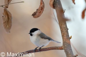 tit_marsh_2022_05.JPG