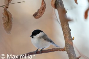 tit_marsh_2022_06.JPG