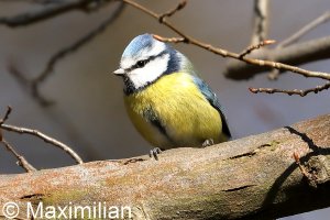 blue_tit_2022_03.JPG