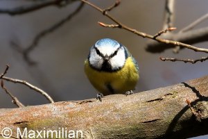 blue_tit_2022_04.JPG