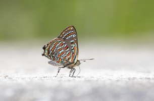 Hypochrysops.png