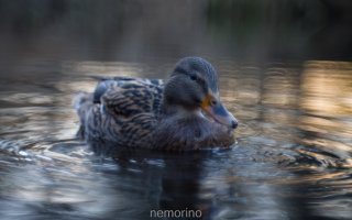 dreamy duck.jpg