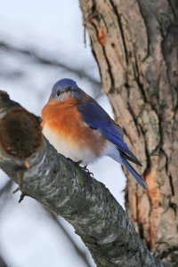 5D3_4572 ps3 fix-topaz-enhance - Copy.jpg