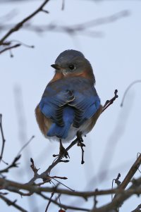 5D3_4621 ps3 fix-topaz-enhance - Copy.jpg