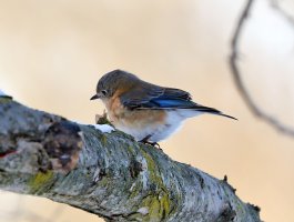 5D3_4635 picasa fix ps3 fix-topaz-enhance - Copy.jpg