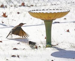 5D3_4519 picasa crop ps3 fix - Copy.jpg