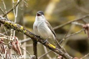blackcap_2022_01.JPG