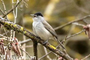 blackcap_2022_02.JPG