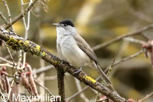 blackcap_2022_03.JPG