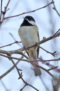 5D3_4863 ps3 fix-topaz-enhance - Copy.jpg