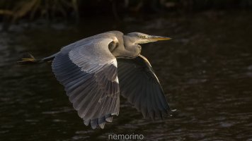 Reiher im Sonnenuntergang.jpg