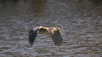 Reiher im Sonnenuntergang.gif