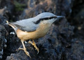 309A7646-DxO_Nuthatch_iso10k_aut.jpg