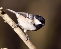 309A7876-DxO_Coal_tit.jpg