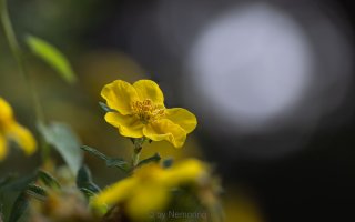 Sigma 105mm macro.jpg