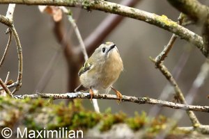 goldcrest_2022_01.JPG