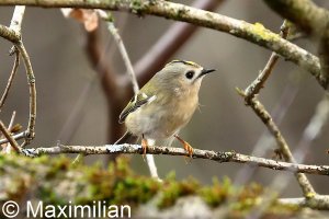 goldcrest_2022_02.JPG