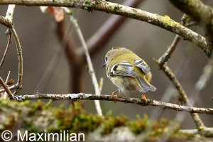 goldcrest_2022_03.JPG